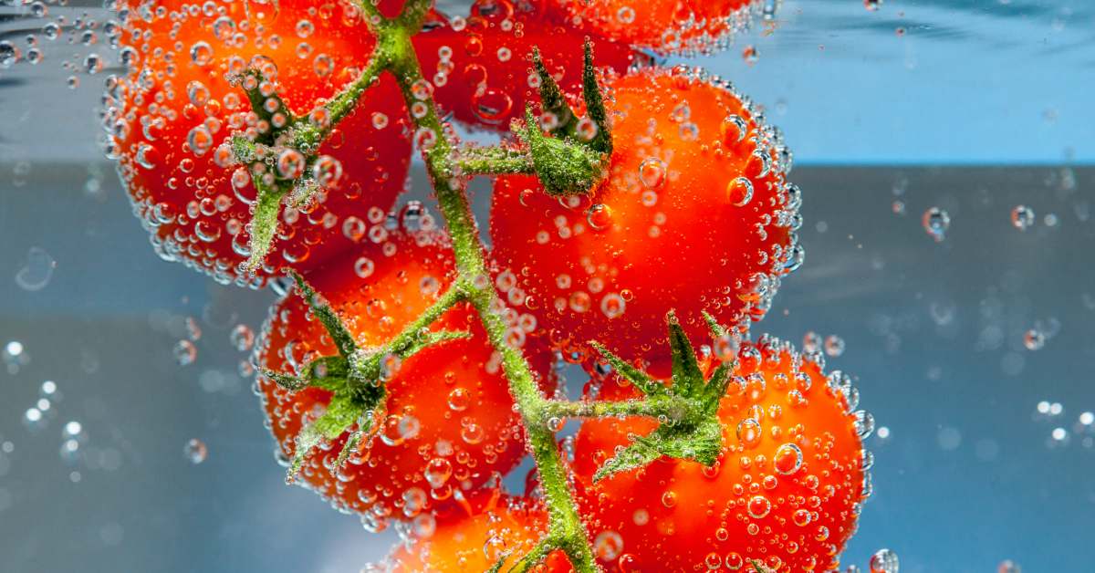 пузыри вокруг помидоров