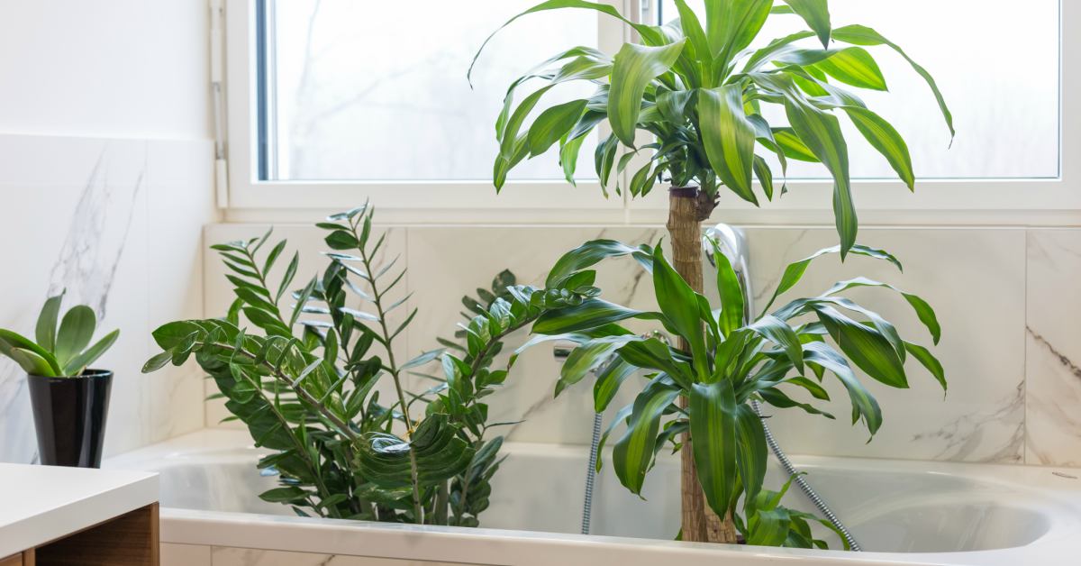 Растение в ванне