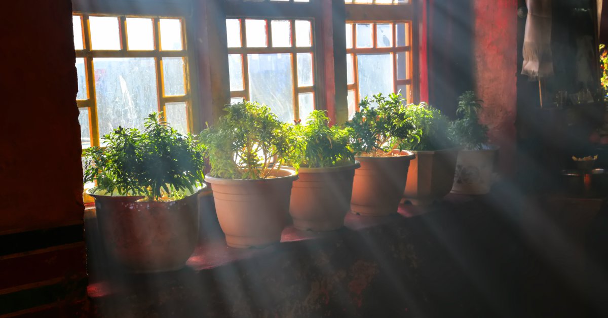 Горшечные растения внутри у окна