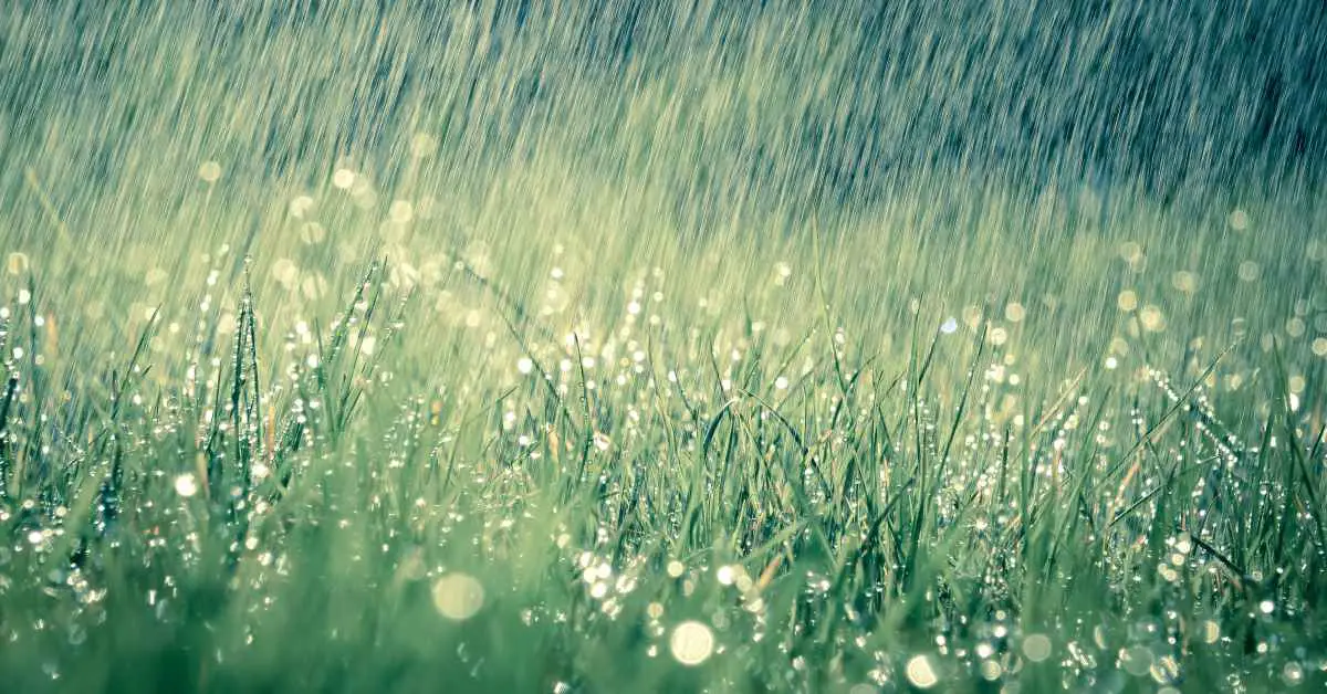 Поле дождя на траве