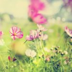 8 сказочных садов с особенными цветами