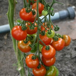 Выращивание помидоров черри самостоятельно: советы новичкам