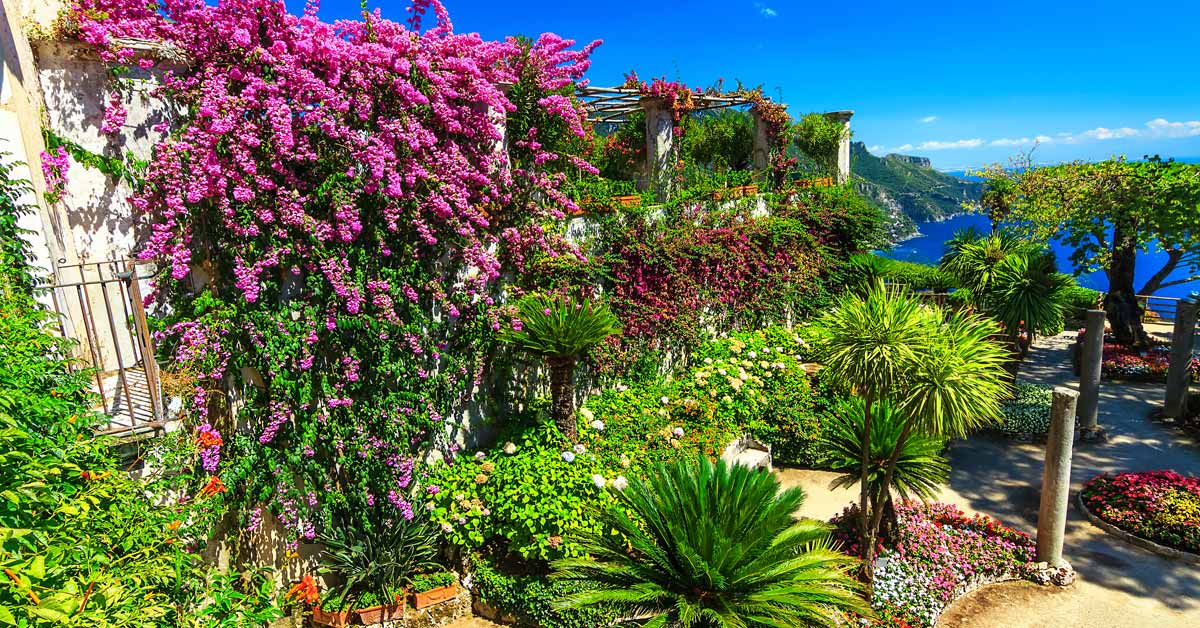 Средиземноморские садовые растения