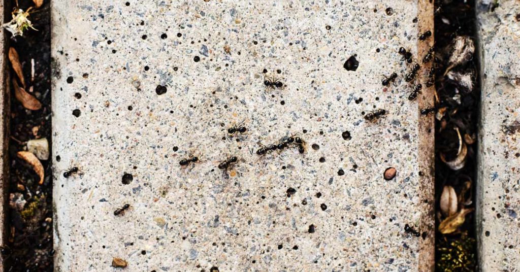 Борьба с муравьями и уничтожение муравьев