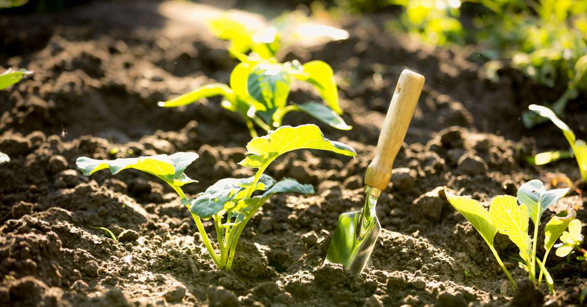 Улучшение песчаной почвы для огорода: 5 простых способов
