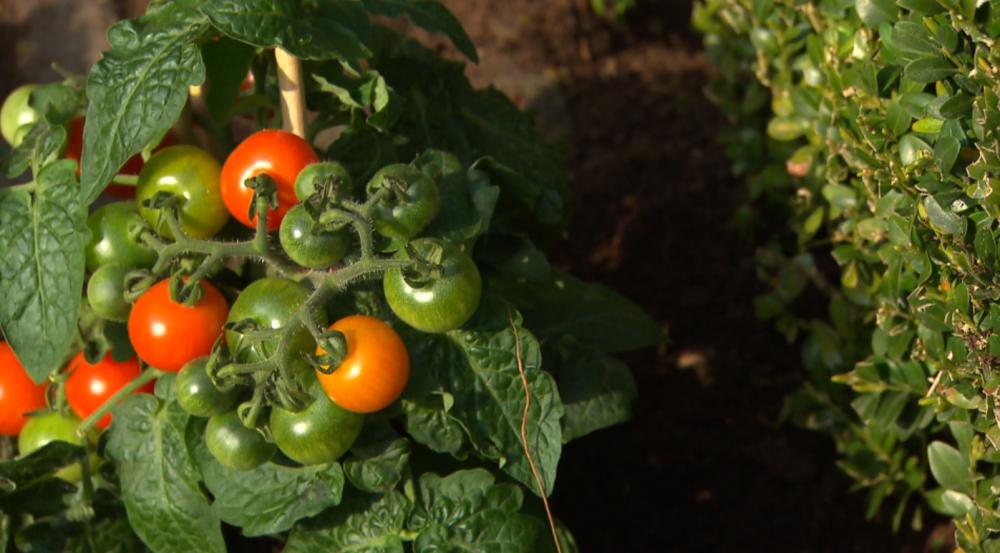 Выращивание помидоров черри самостоятельно: советы новичкам