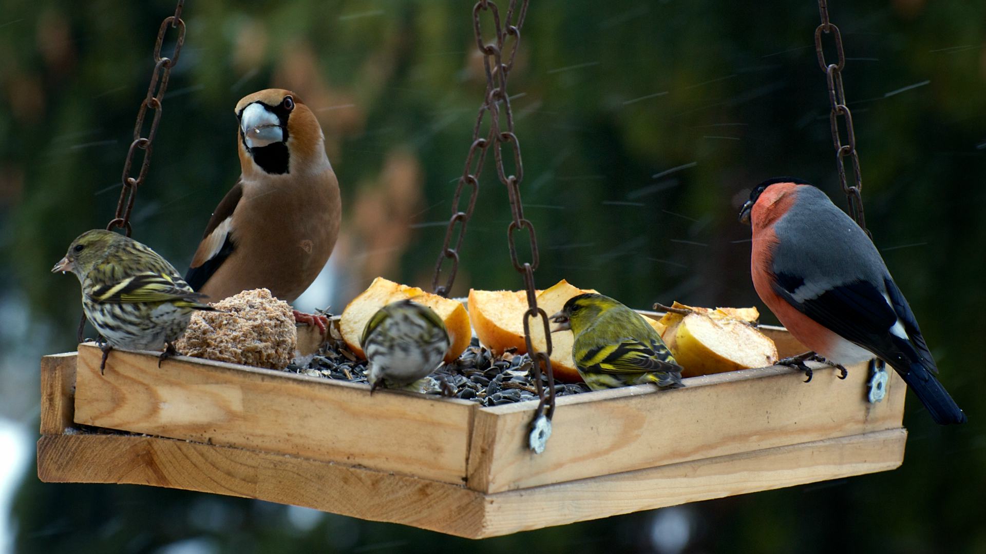 Готовьте корм для птиц сами