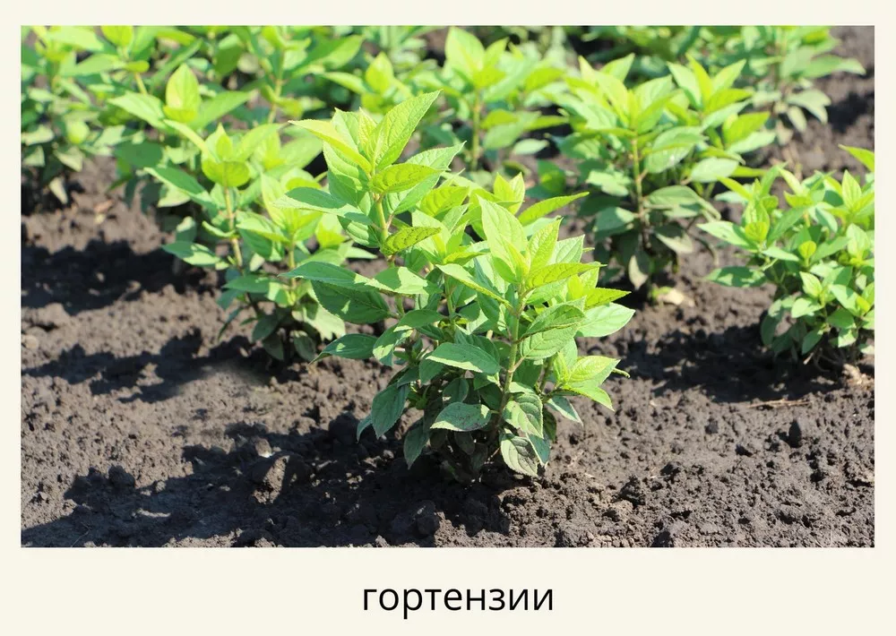 Садовый Рай Своими Руками: Полное Руководство по Плодовым Деревьям и Кустарникам