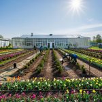 Drevo: Где Живет Зеленая Мечта в Петербурге